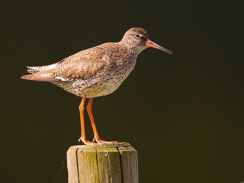 Tringa totanus Common Redshank Tureluur